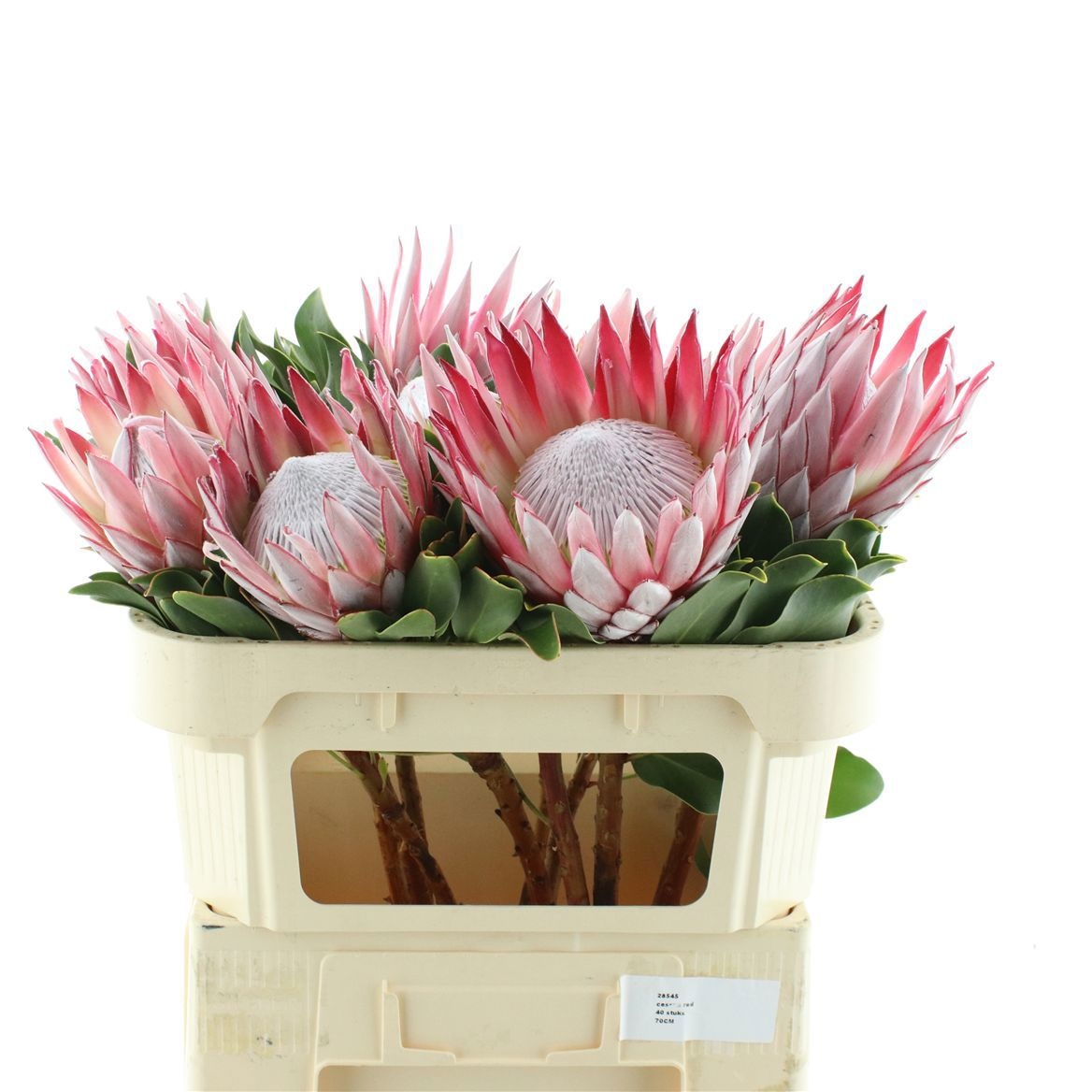 Protea Cynaroides