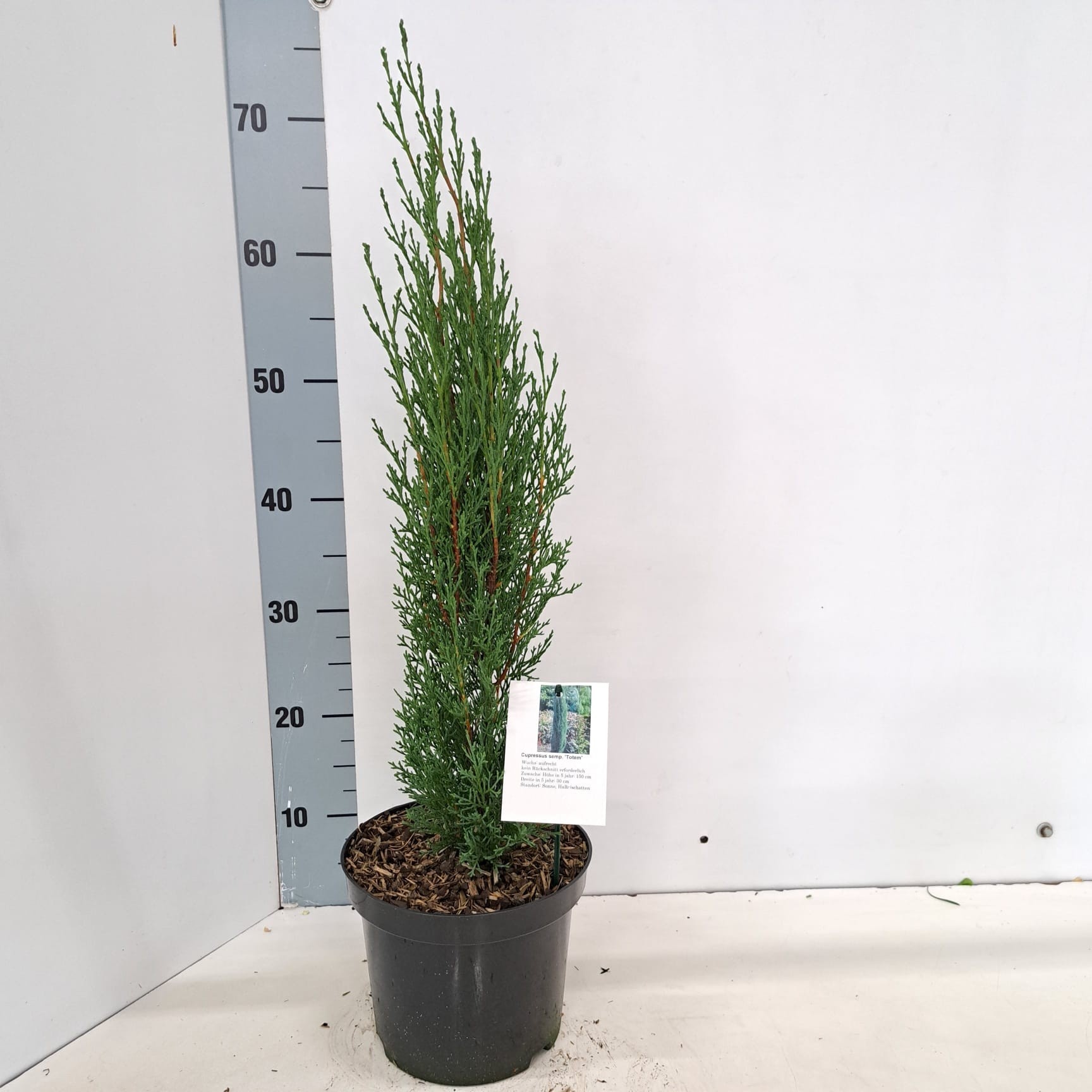 Picture of Cupressus sempervirens 'Totem'