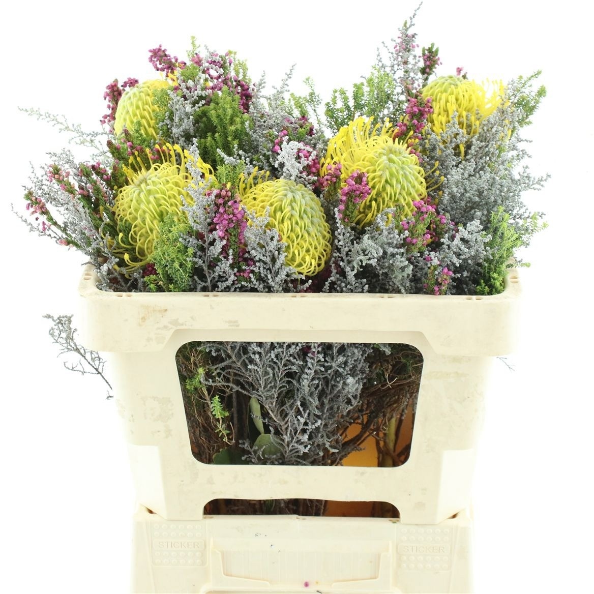 Protea Bouquet Per Bunch 50cm