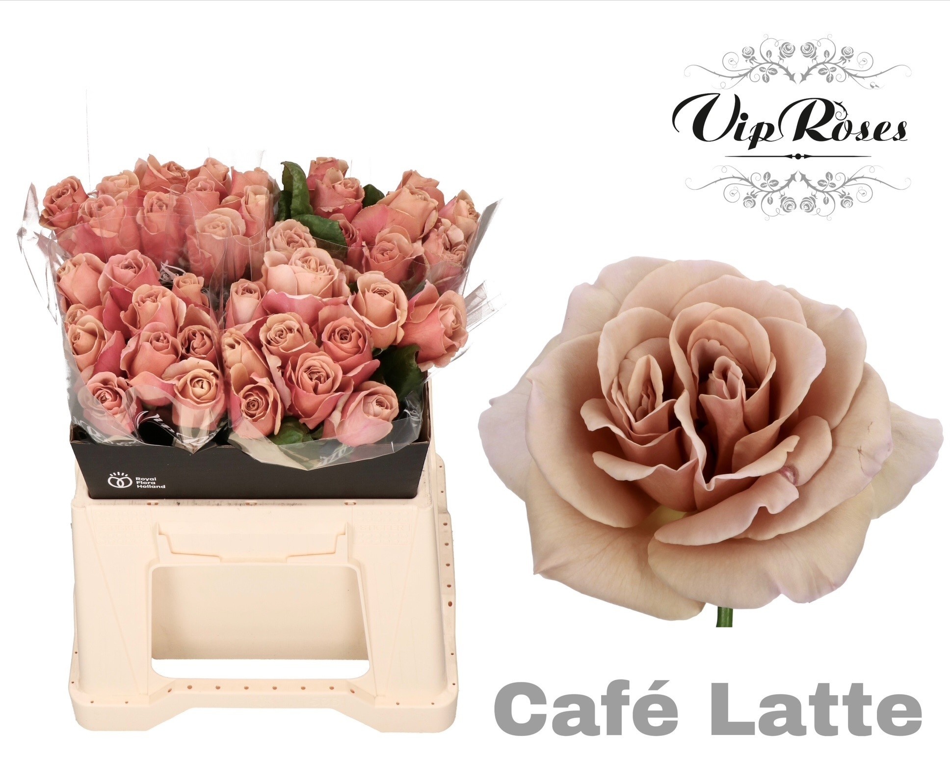 R Gr Cafe Latte