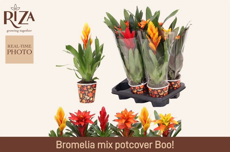 Bromelia Gem 6 Srt 12P 40H