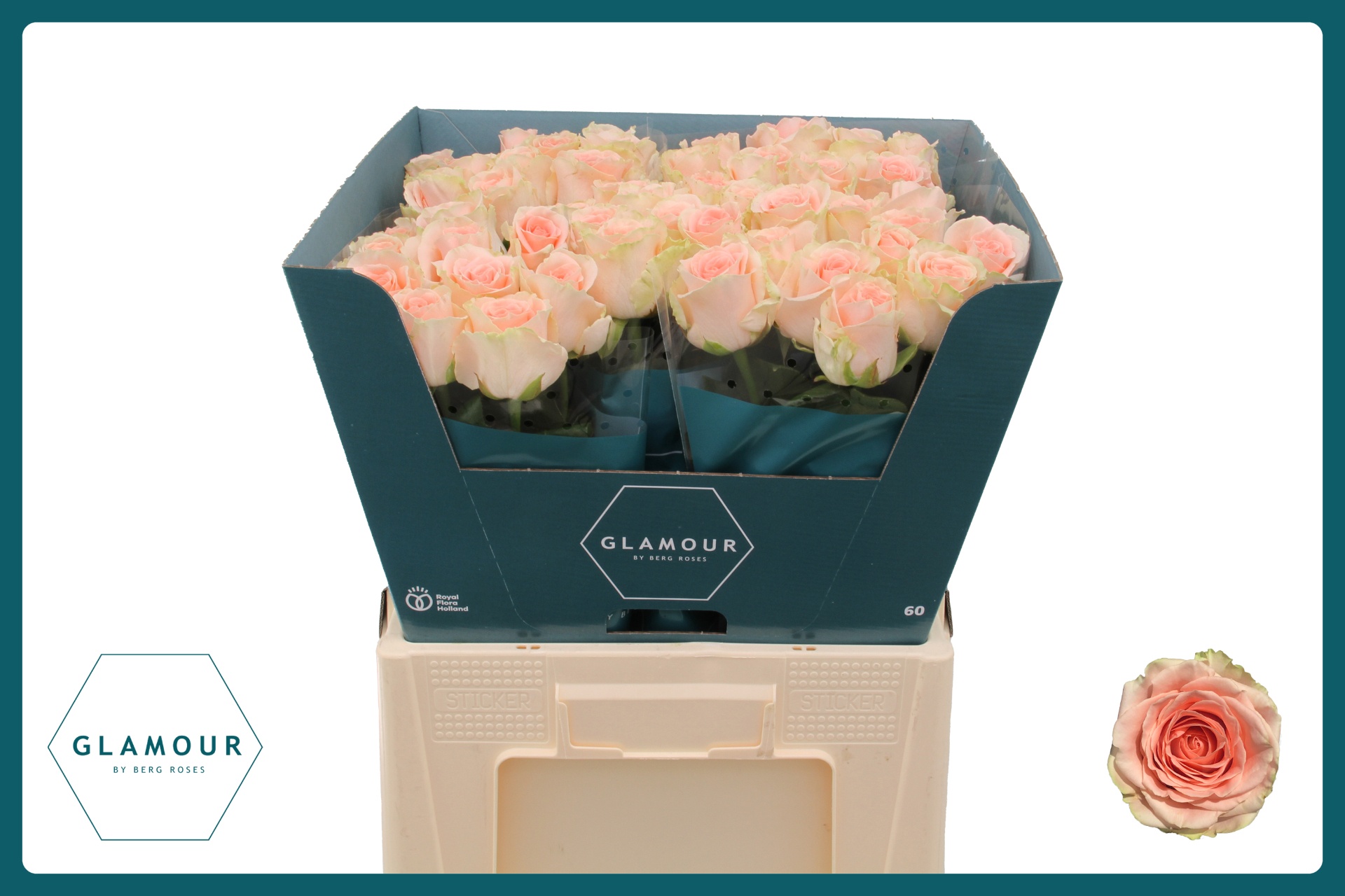 Rosa Doris Day 60cm