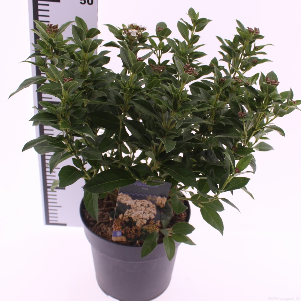 Picture of Viburnum tinus