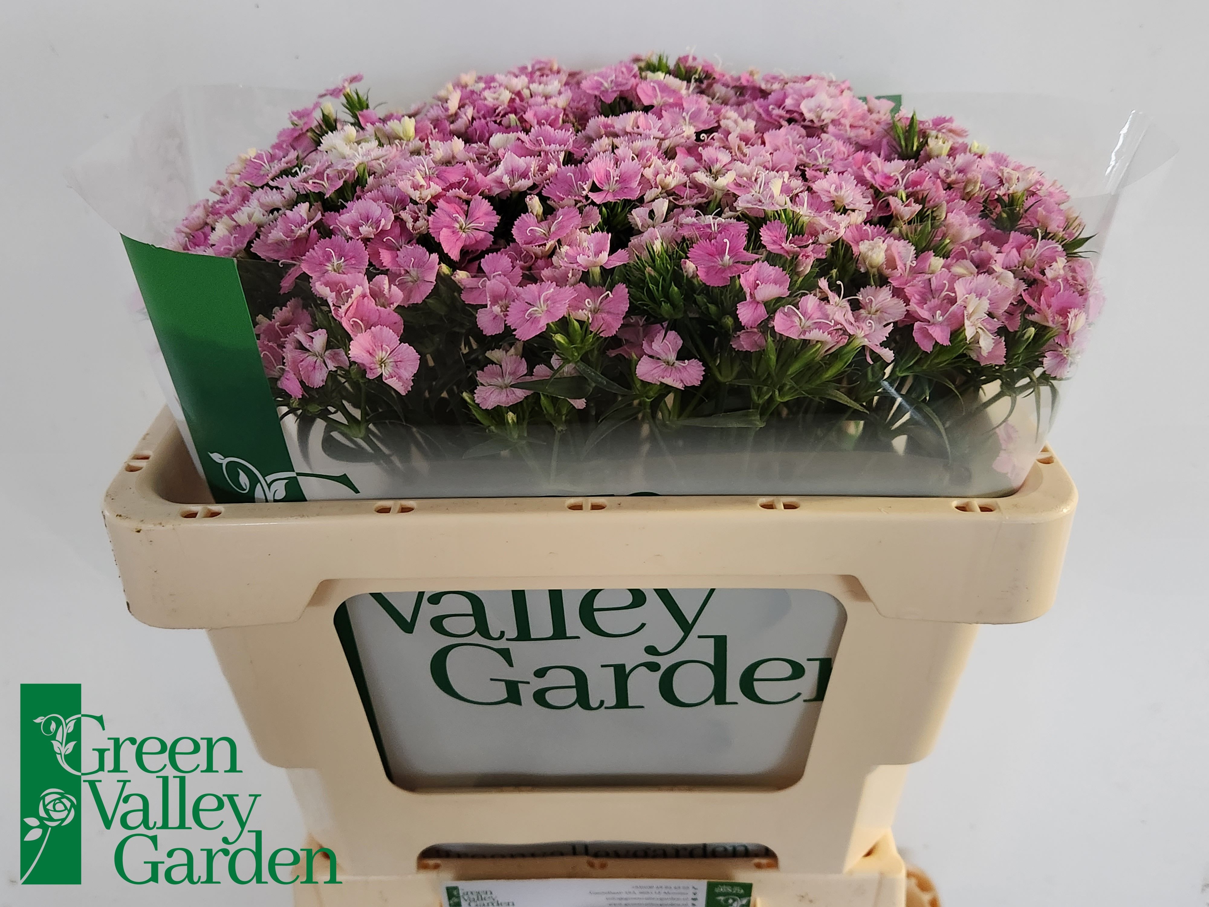 Dianthus Barb Neon Pink 50cm