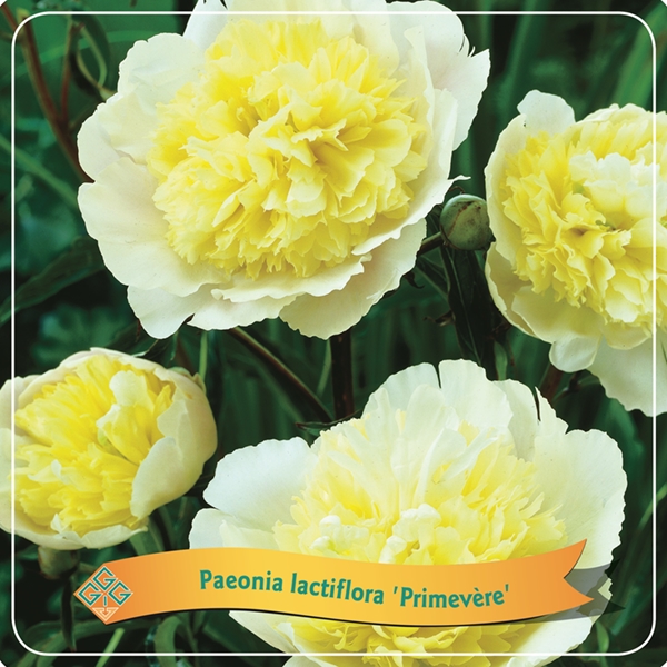 Picture of Paeonia Lactiflora mix shelve C5