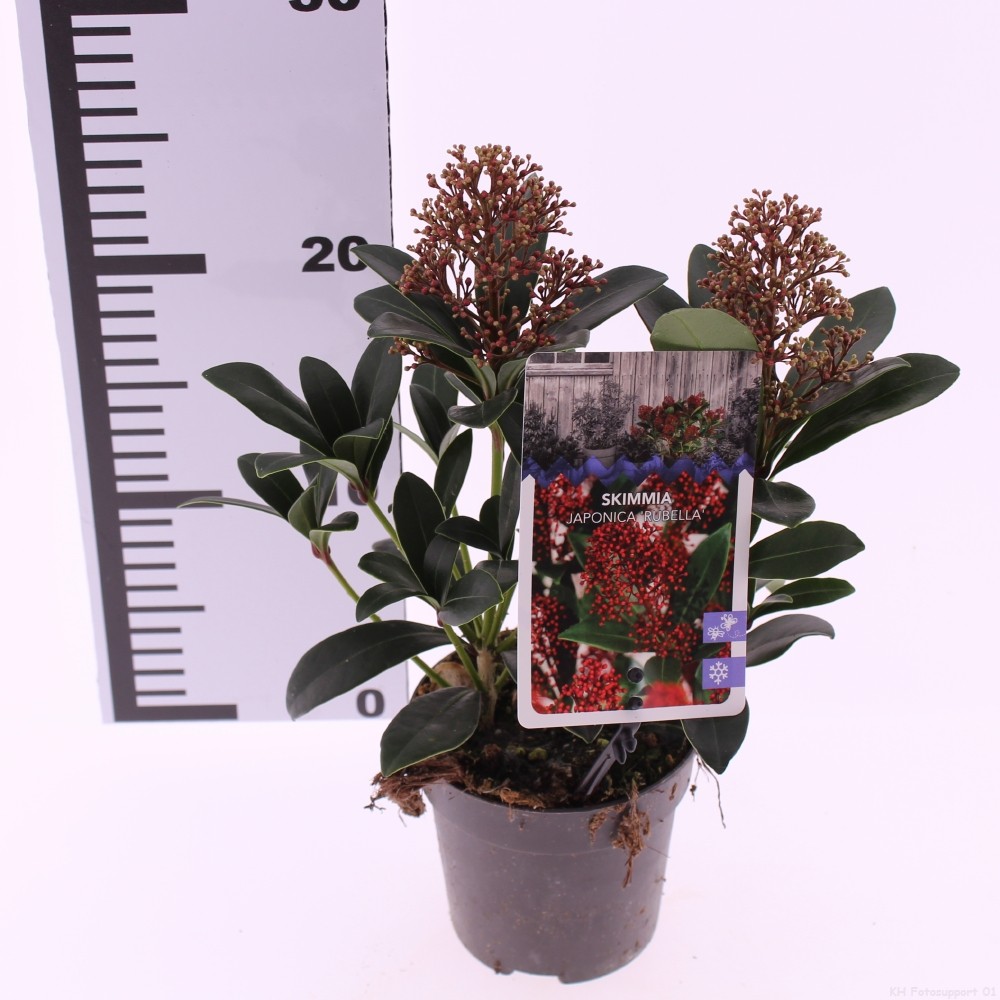 Picture of Skimmia jap. 'Rubella'