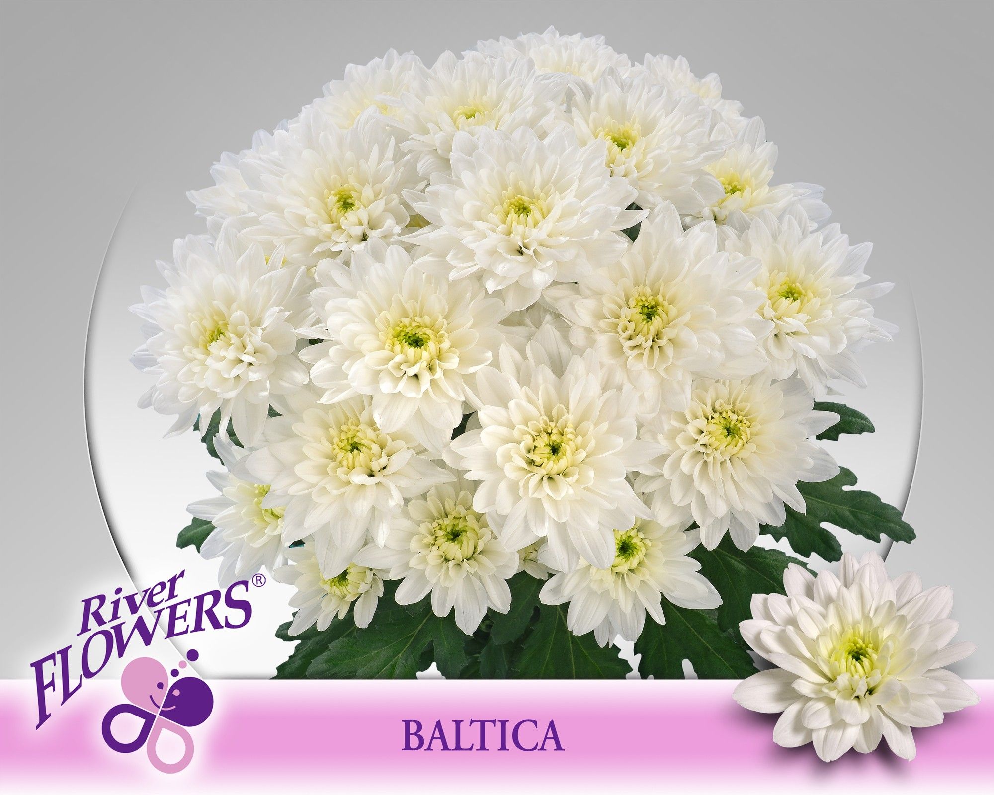 Chr T Baltica