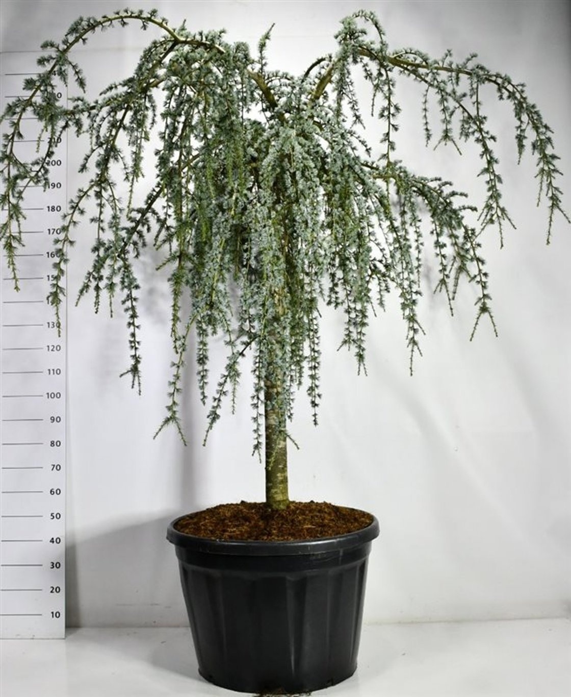 Cedrus atlantica 'Glauca Pendula'