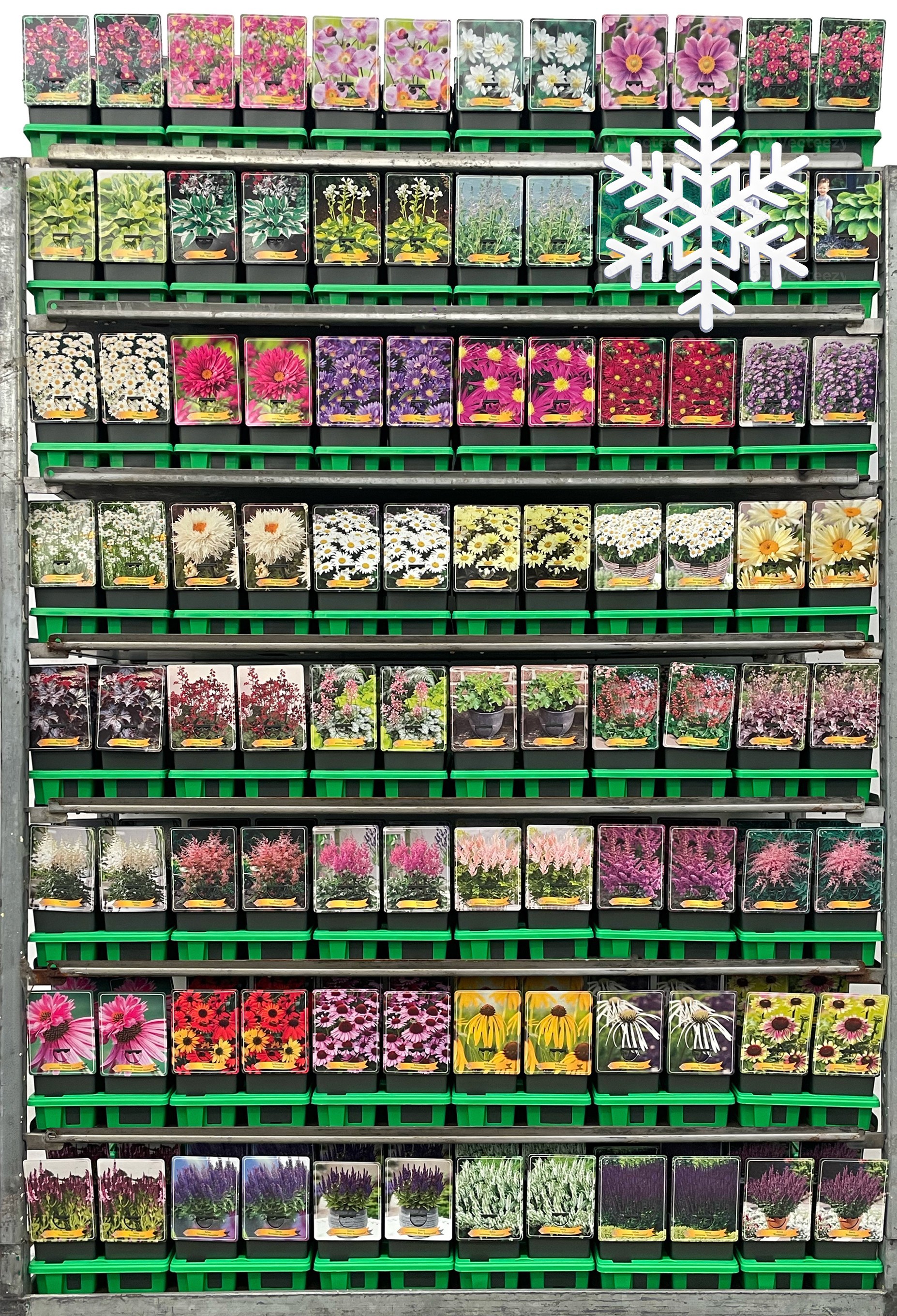 Picture of Extra Winterhard vaste planten Mix CC P11