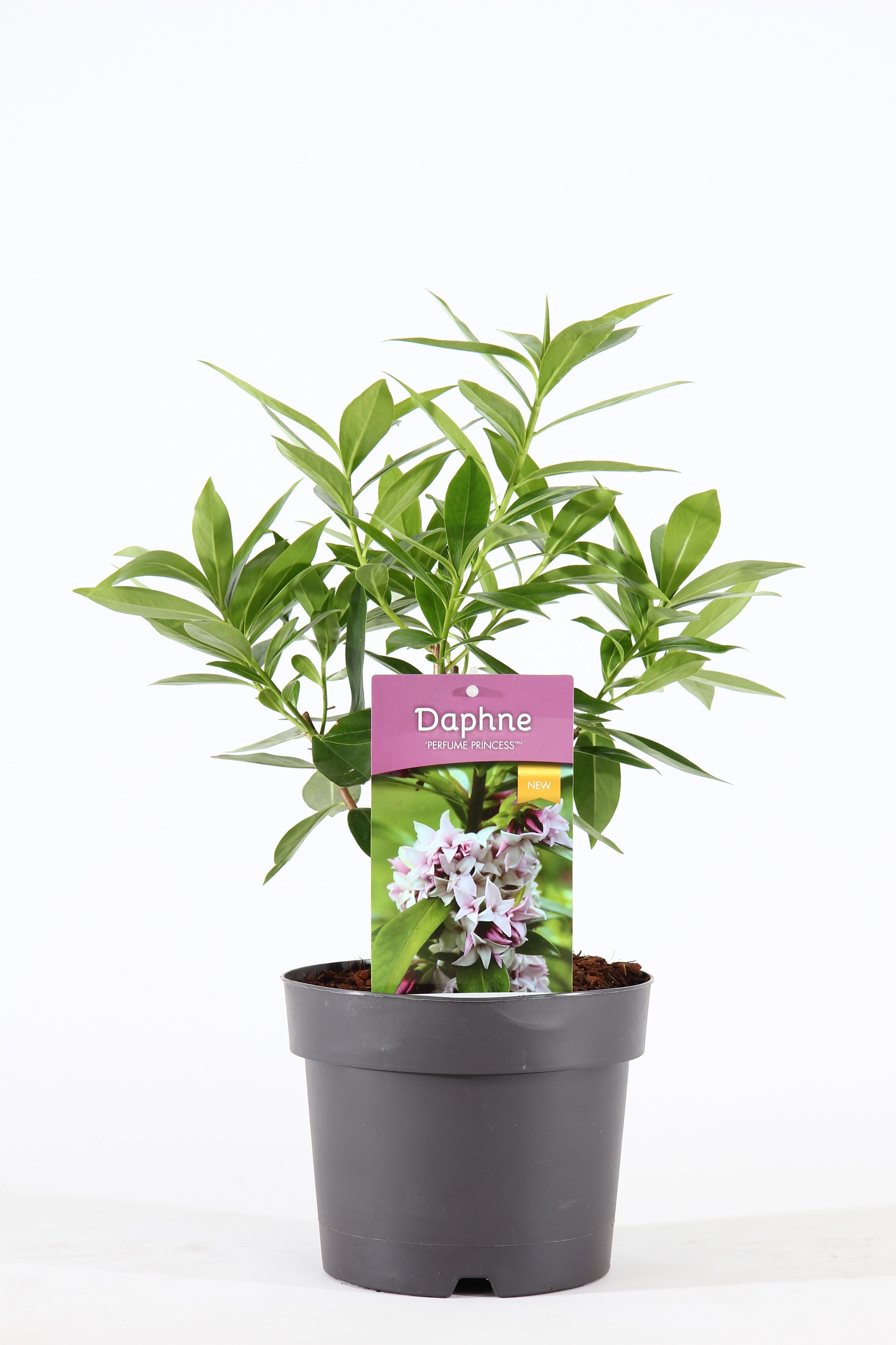 Daphne Perfume Princess ('Dapjur01')