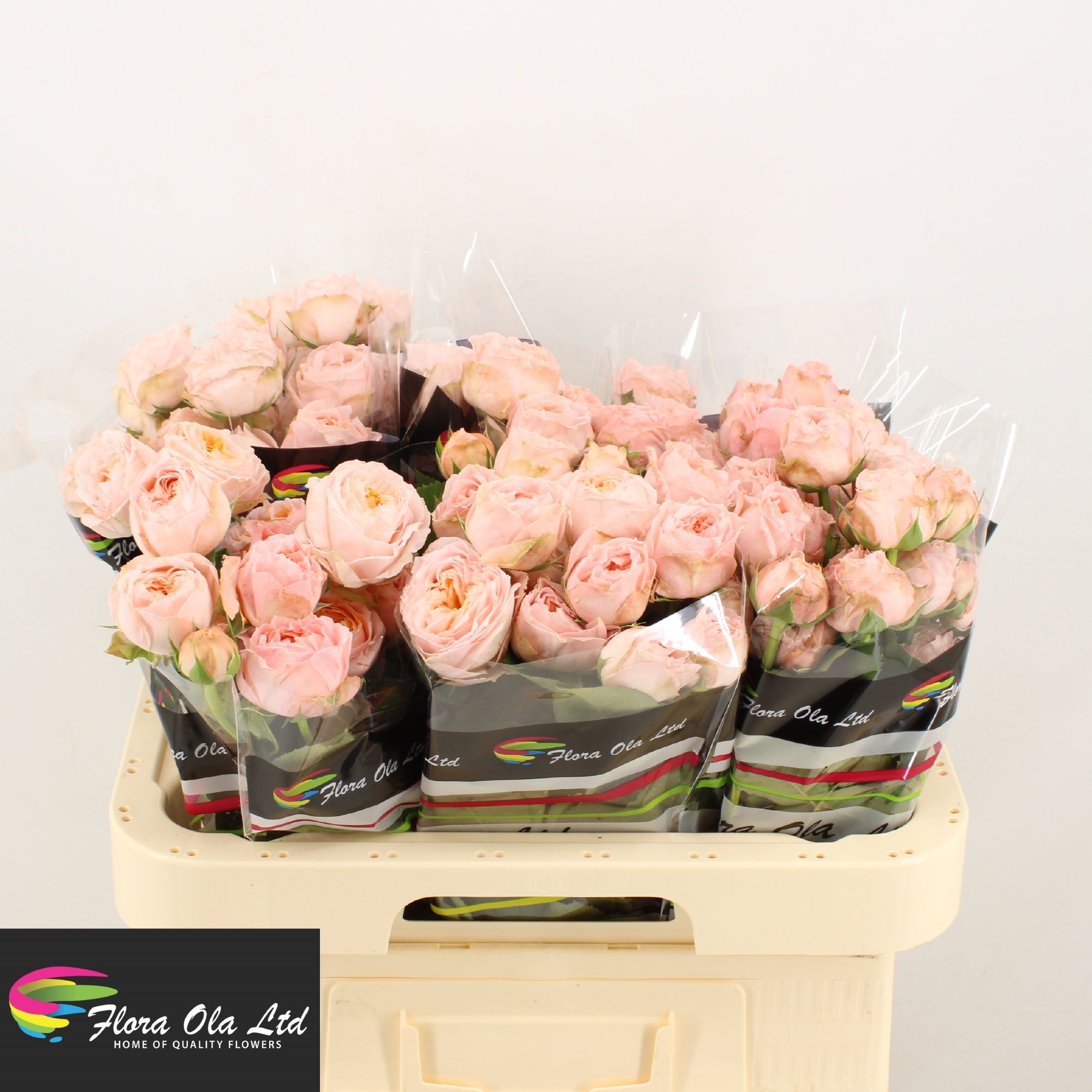 Rosa Spr Georgia Peach 60cm