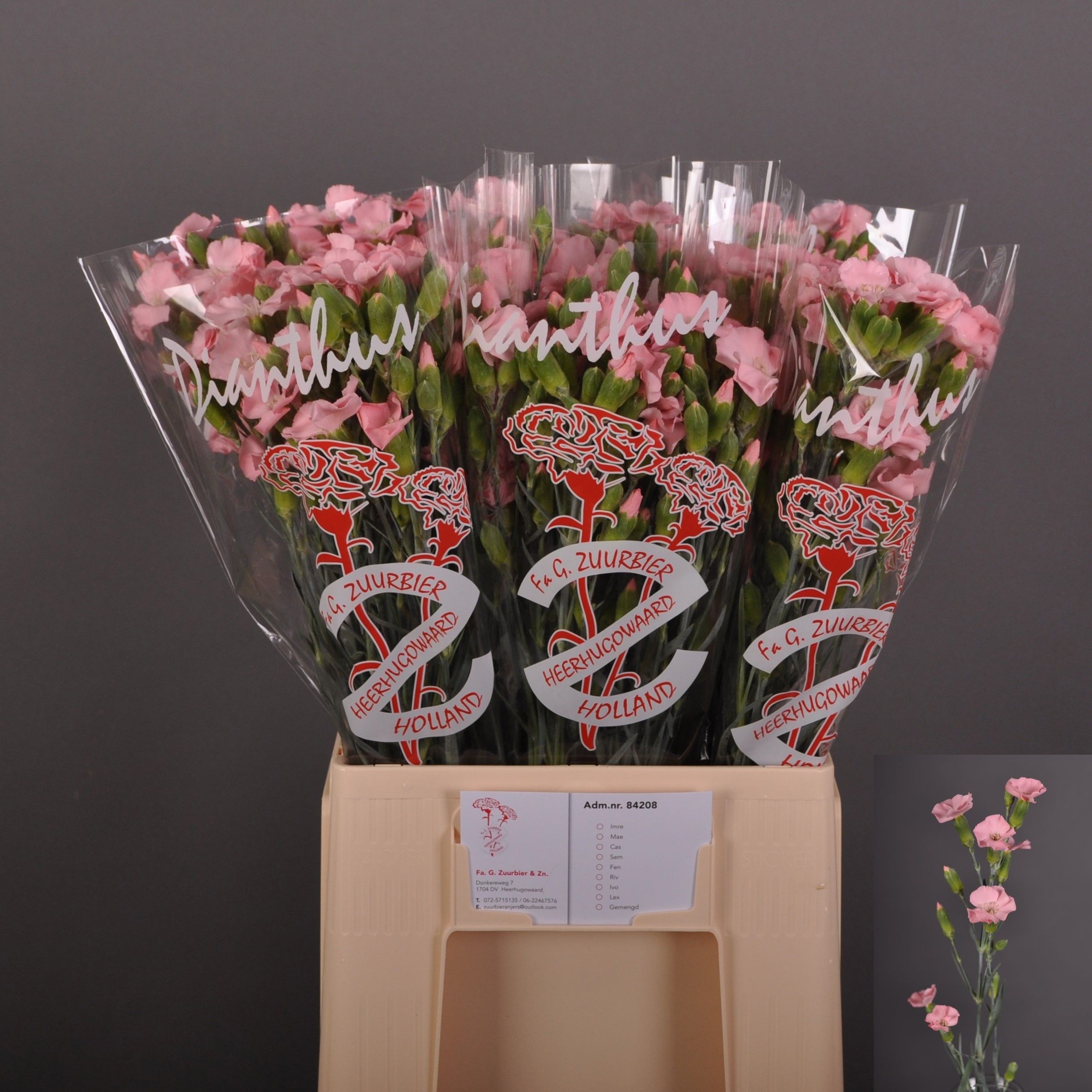 Dianthus Spr Ivo 60cm