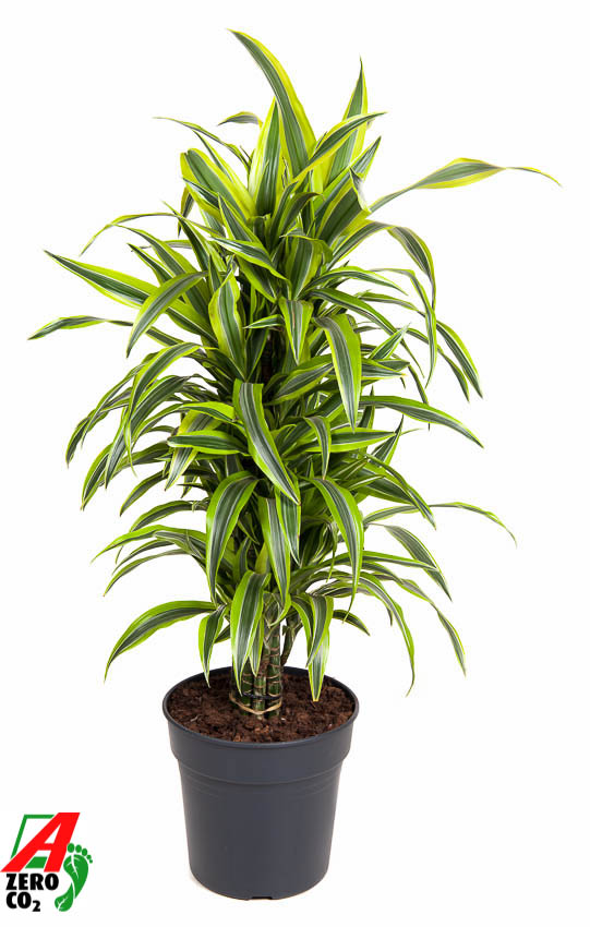 Picture of Dracaena Lemon Lime branched P27 120CM (LOOSE)