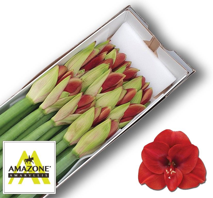 Hippeastrum Ferrari 4bl