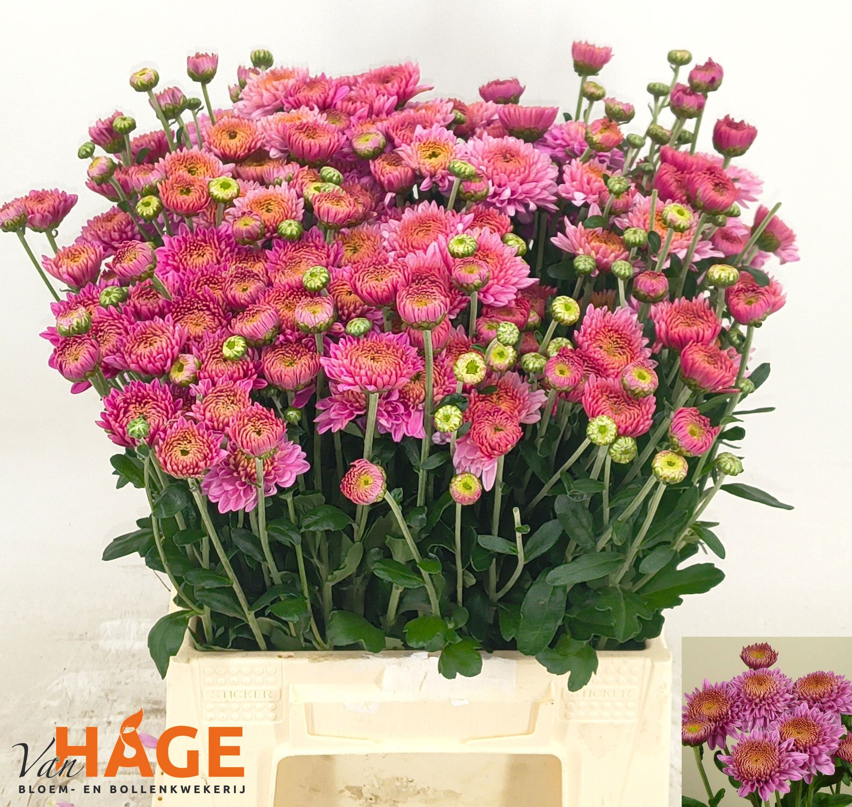 Chrys Spray Blenda Purple 45cm 50gram