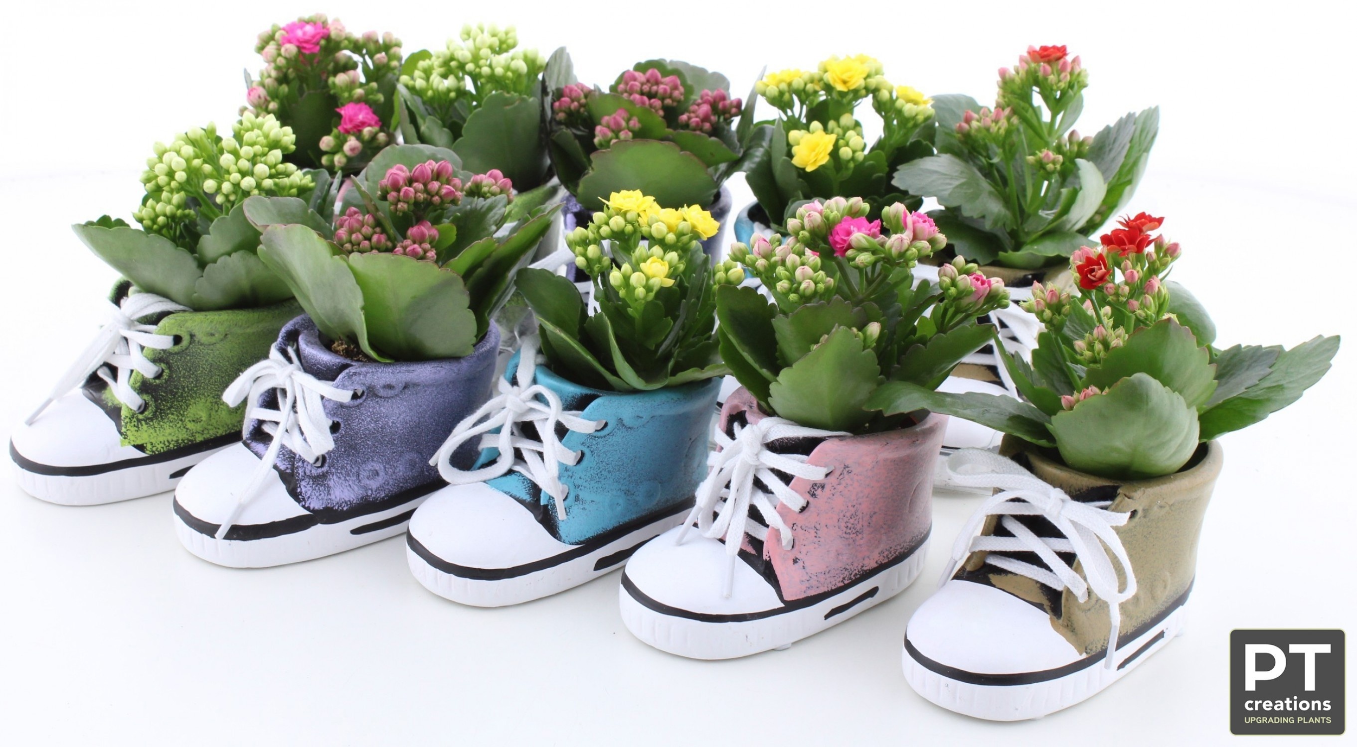 Arr Kalanchoe 13P 18cm 12bloei