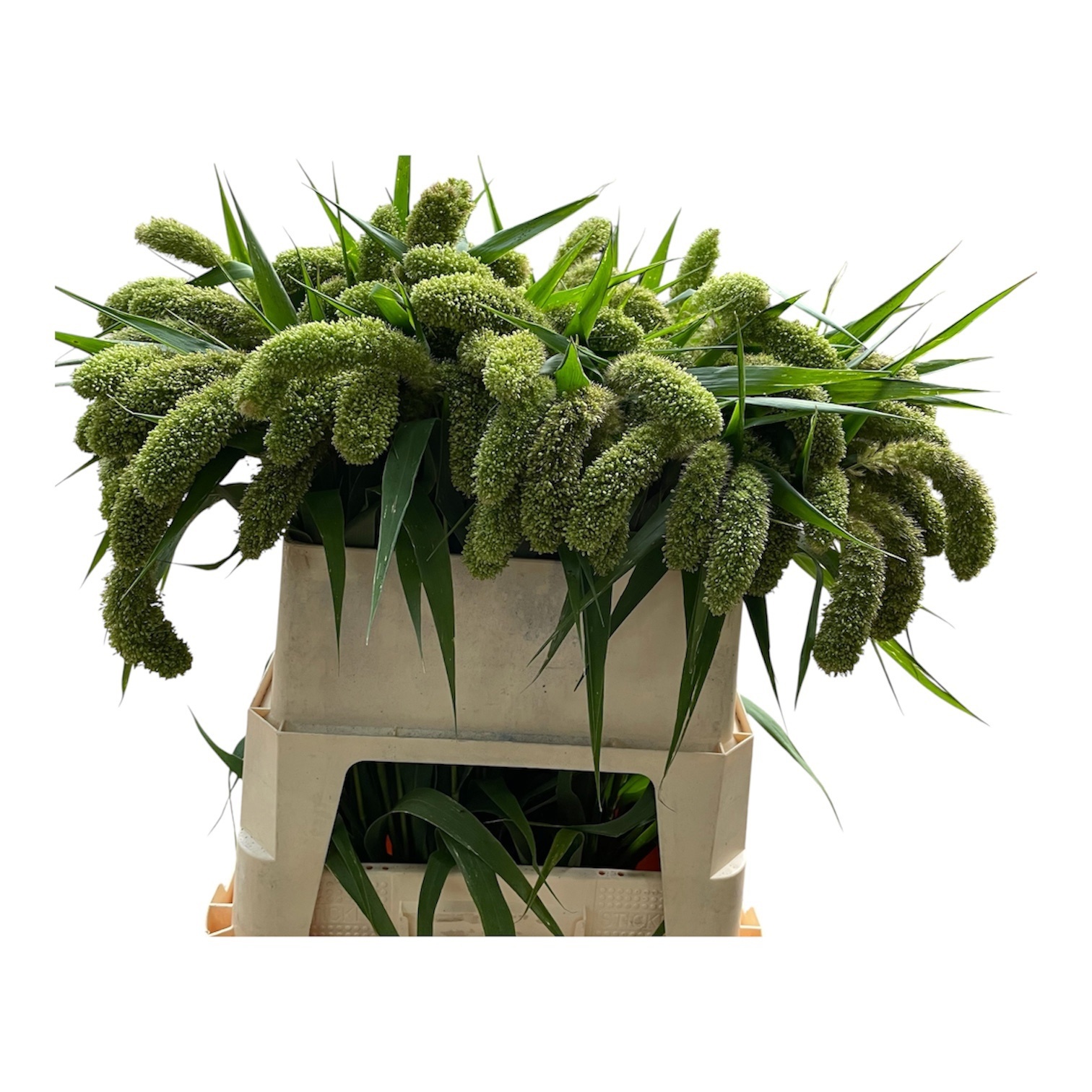 Setaria Volle Melk 80cm