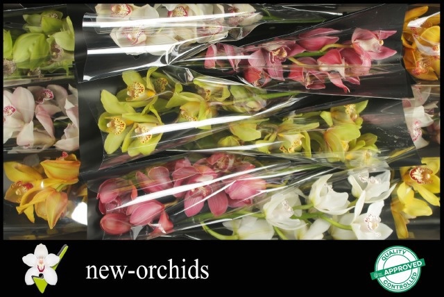 Cymbidium Asst 6bl