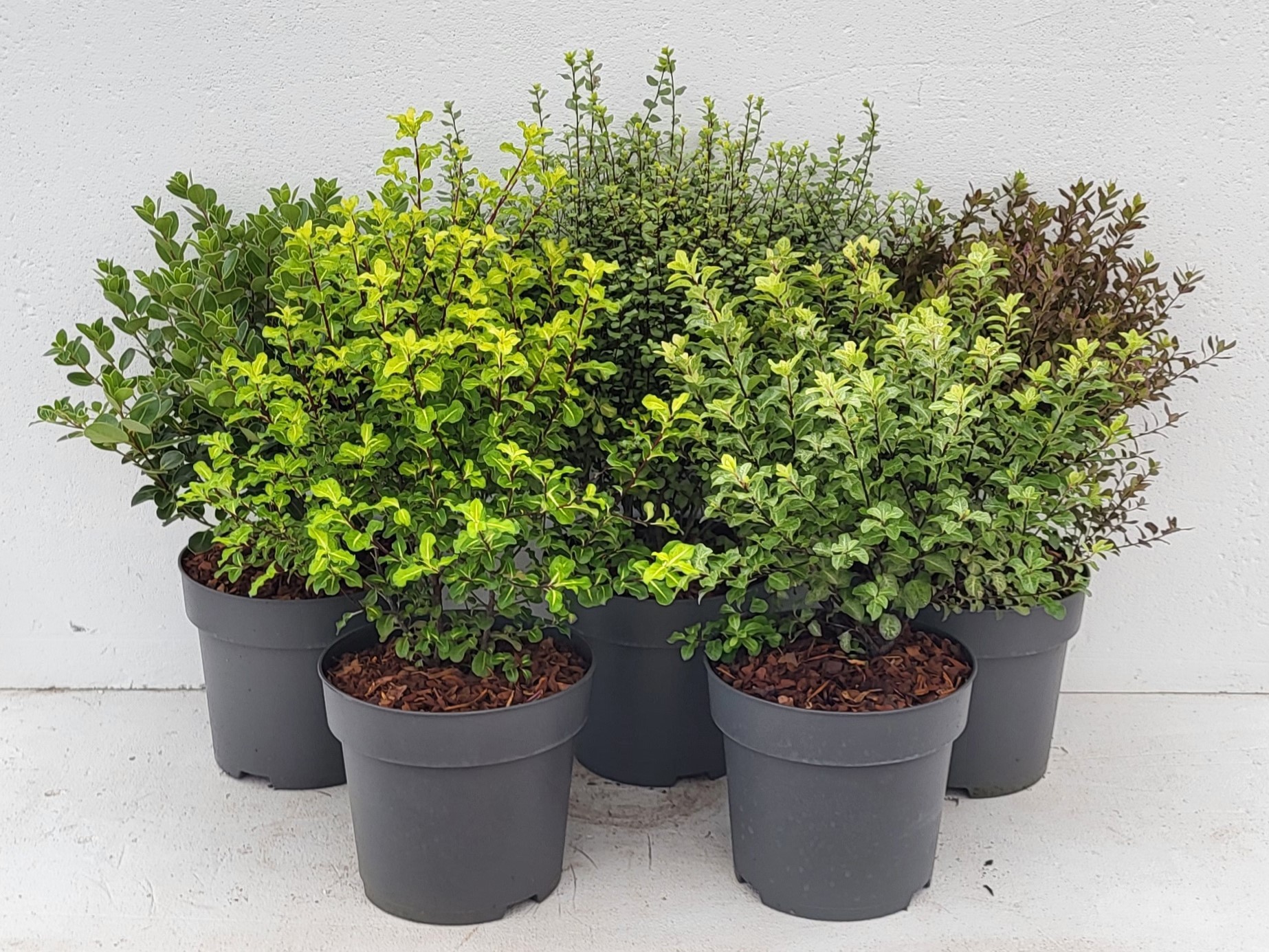 Pittosporum Mixlaag Struiken - 'Colours in Shape'