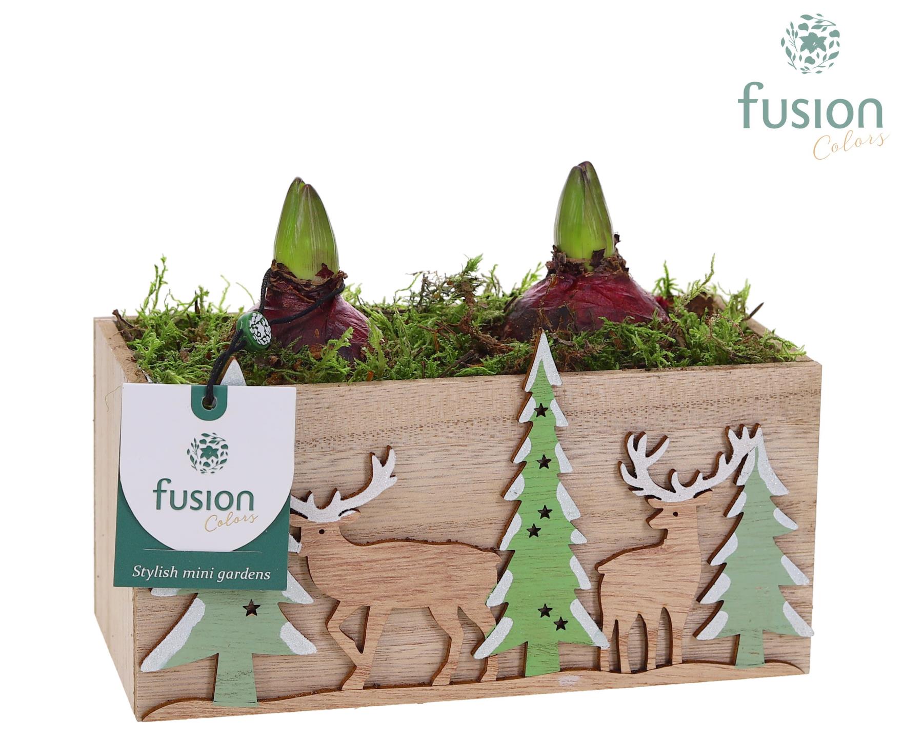 Picture of X-Mas arrangement wooden box Hyacint FC-23.1242FDH P19 20CM