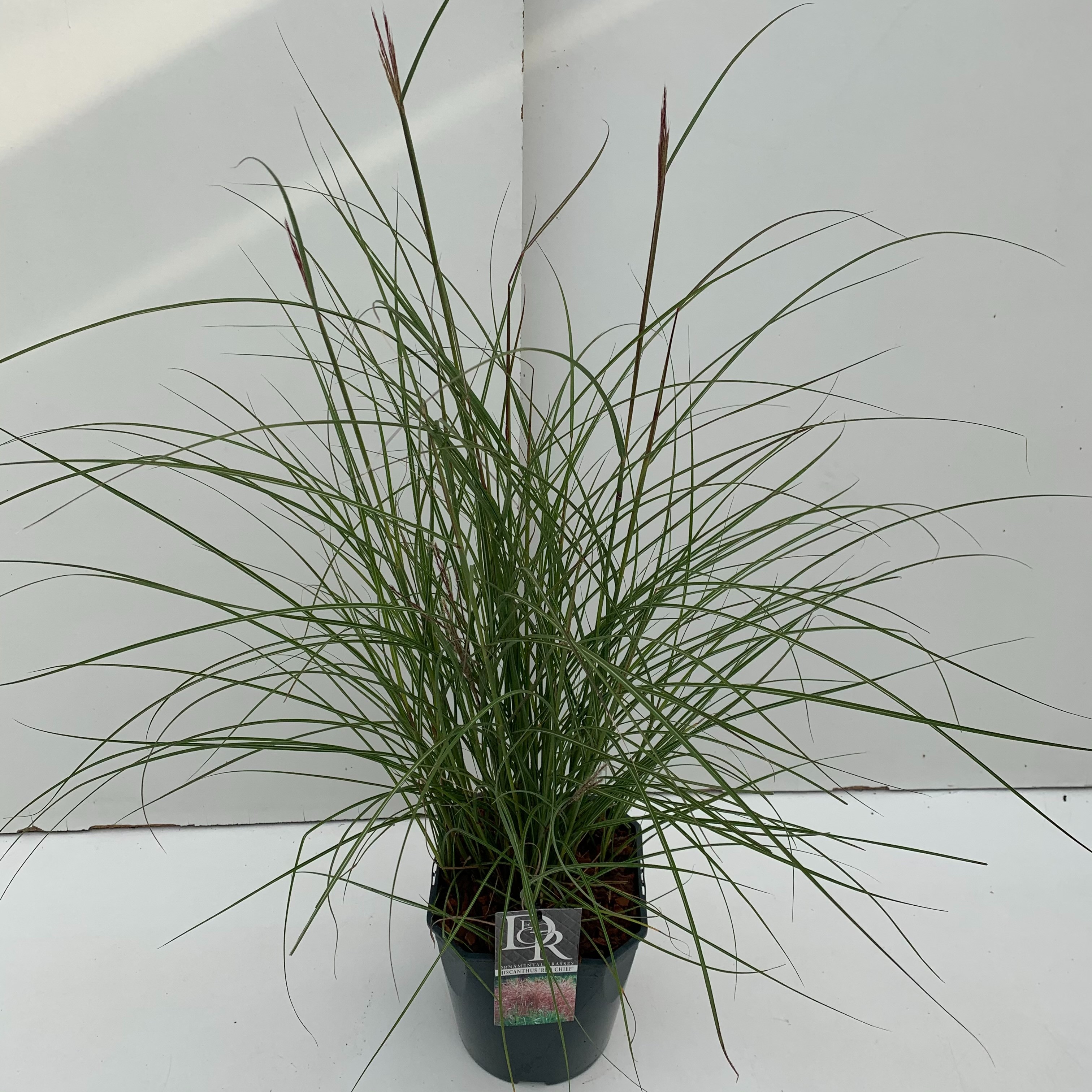 Picture of Miscanthus Red Chief P23 (5 Ltr) SQUARE (LOOSE)