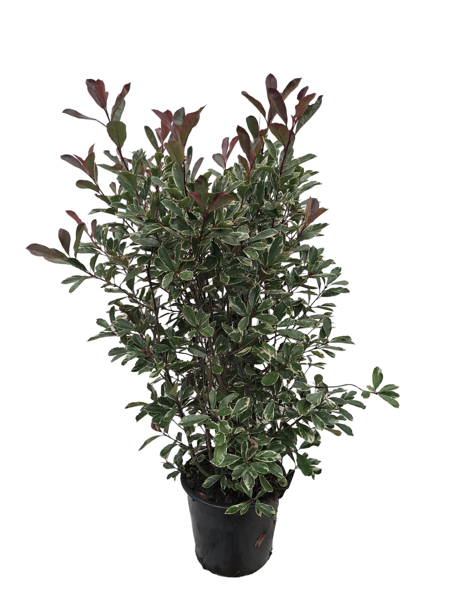 Picture of Photinia fraseri 'Pink Marble' C30