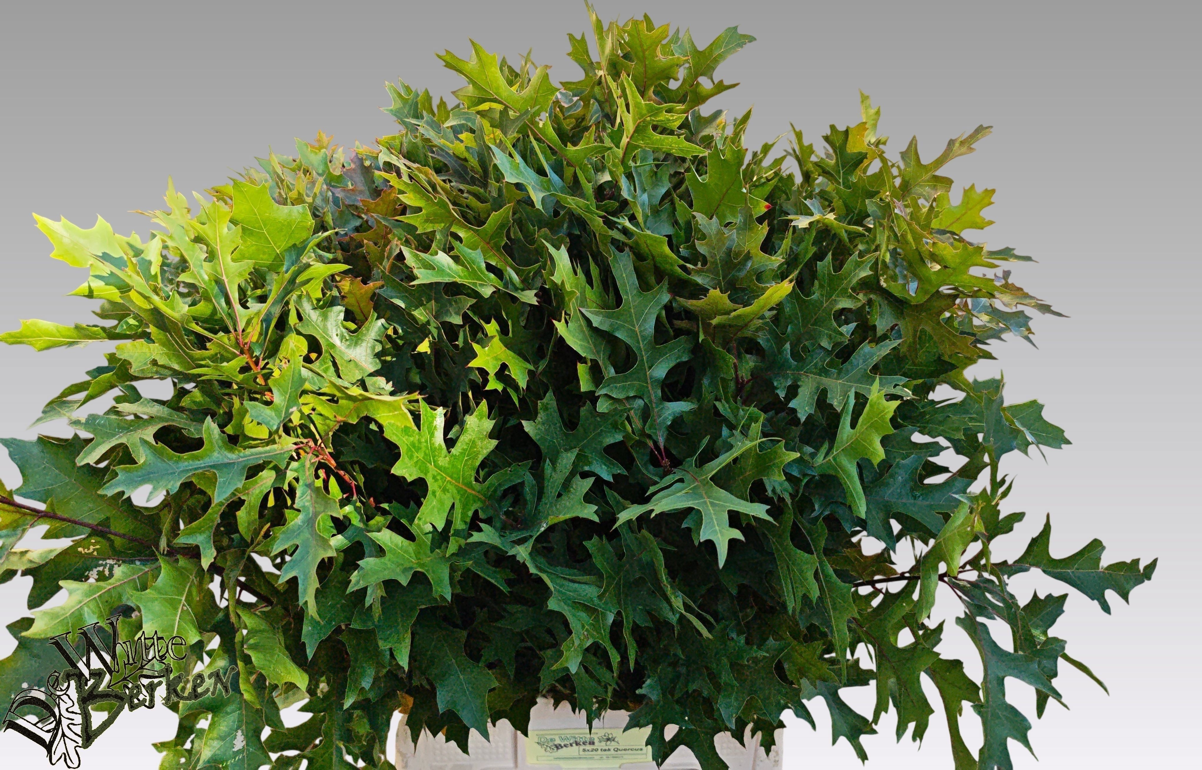 Quercus Palustris 80cm