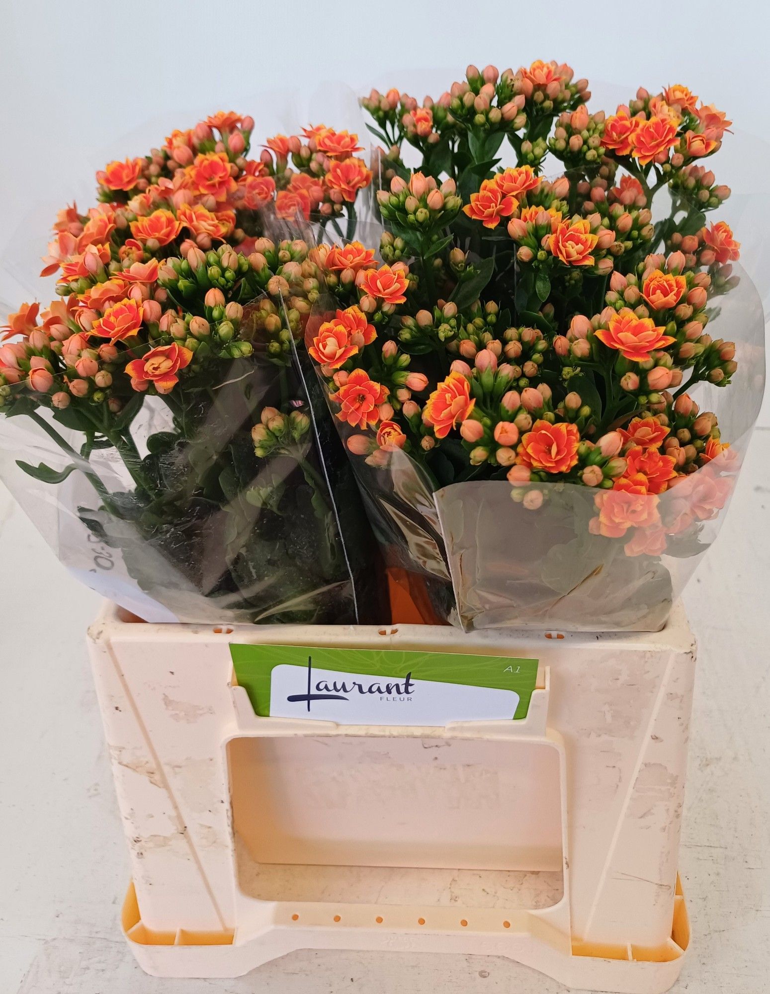 Kal Flamin Or Meadow 40cm