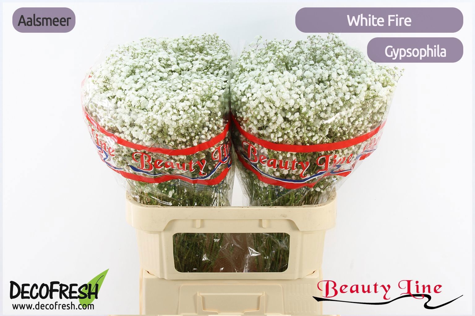 Gypsophila Pa White Fire 80cm 35gram