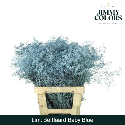 Lim Bel L70 Light Blue
