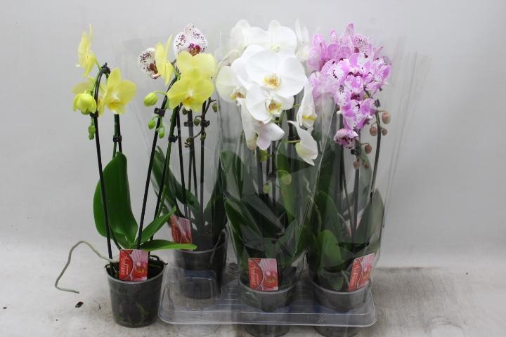 Phal El Cascade 12P 45H 2TAK 12bloem 23bloei
