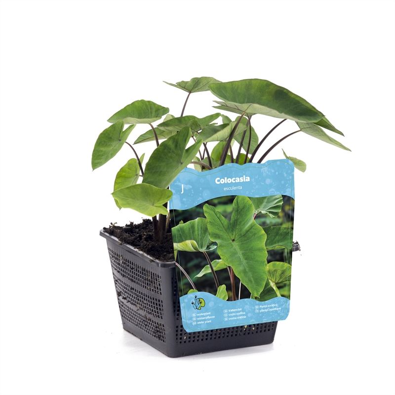 Colocasia esculenta