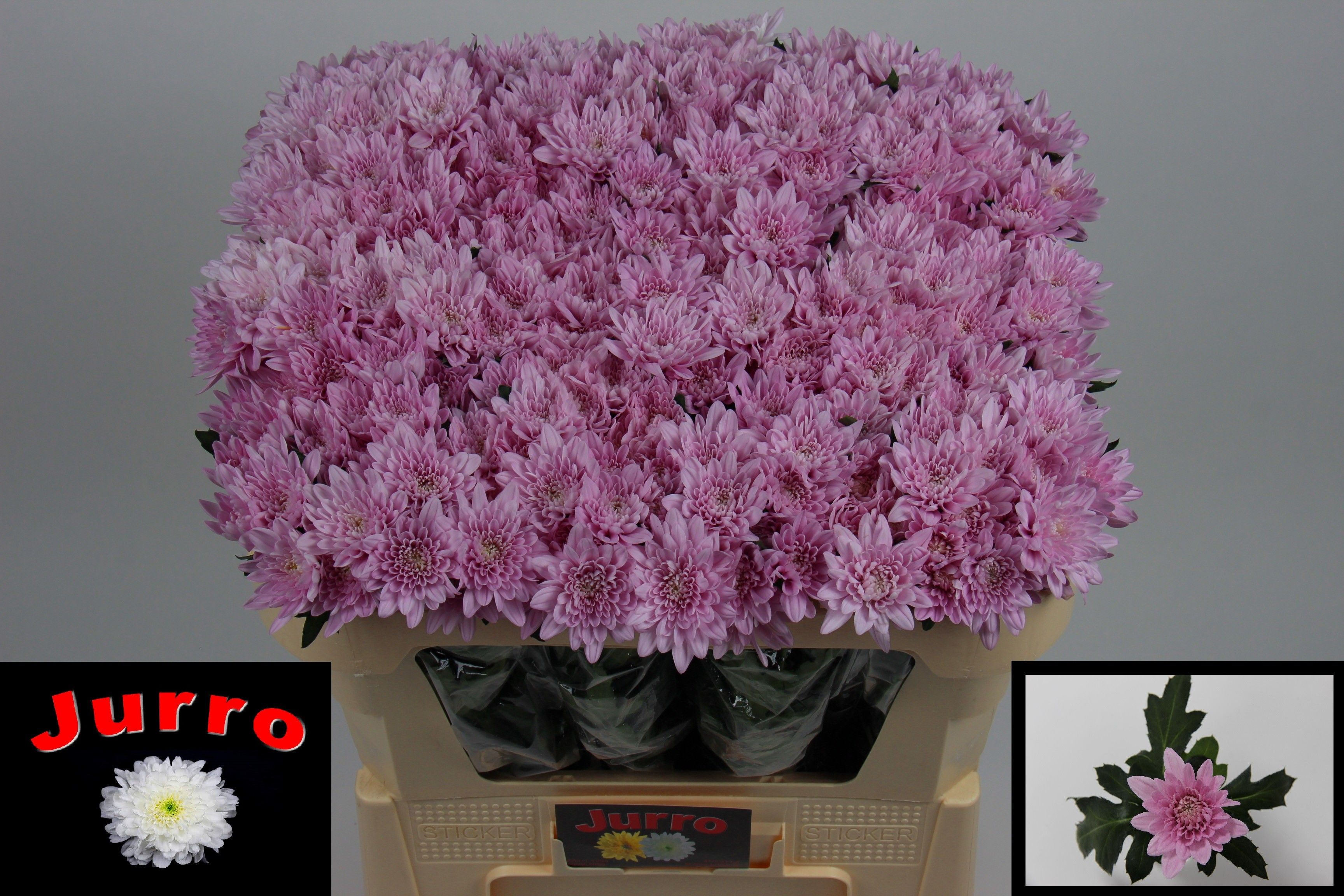 Chrys Spray Veronica 45gram