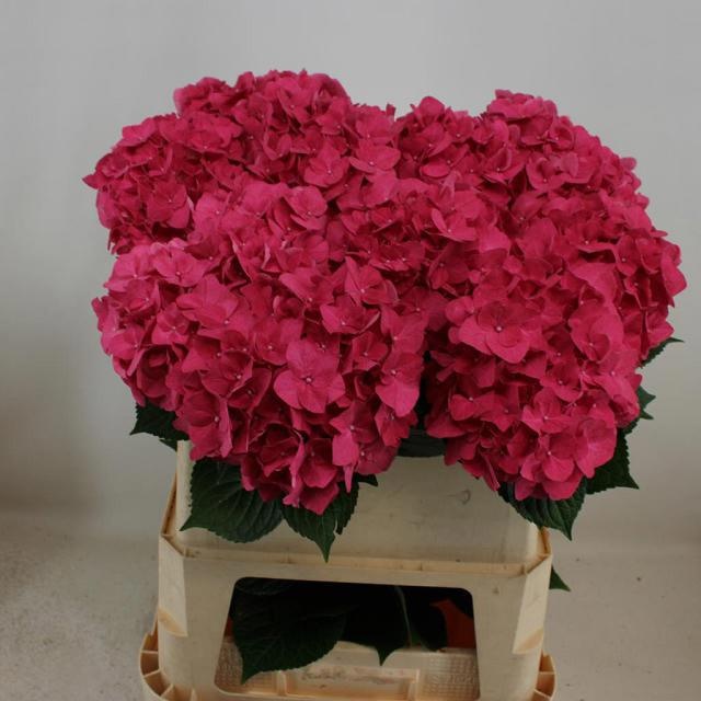Hydrangea Rodeo Dark Pink 80cm 20Ø