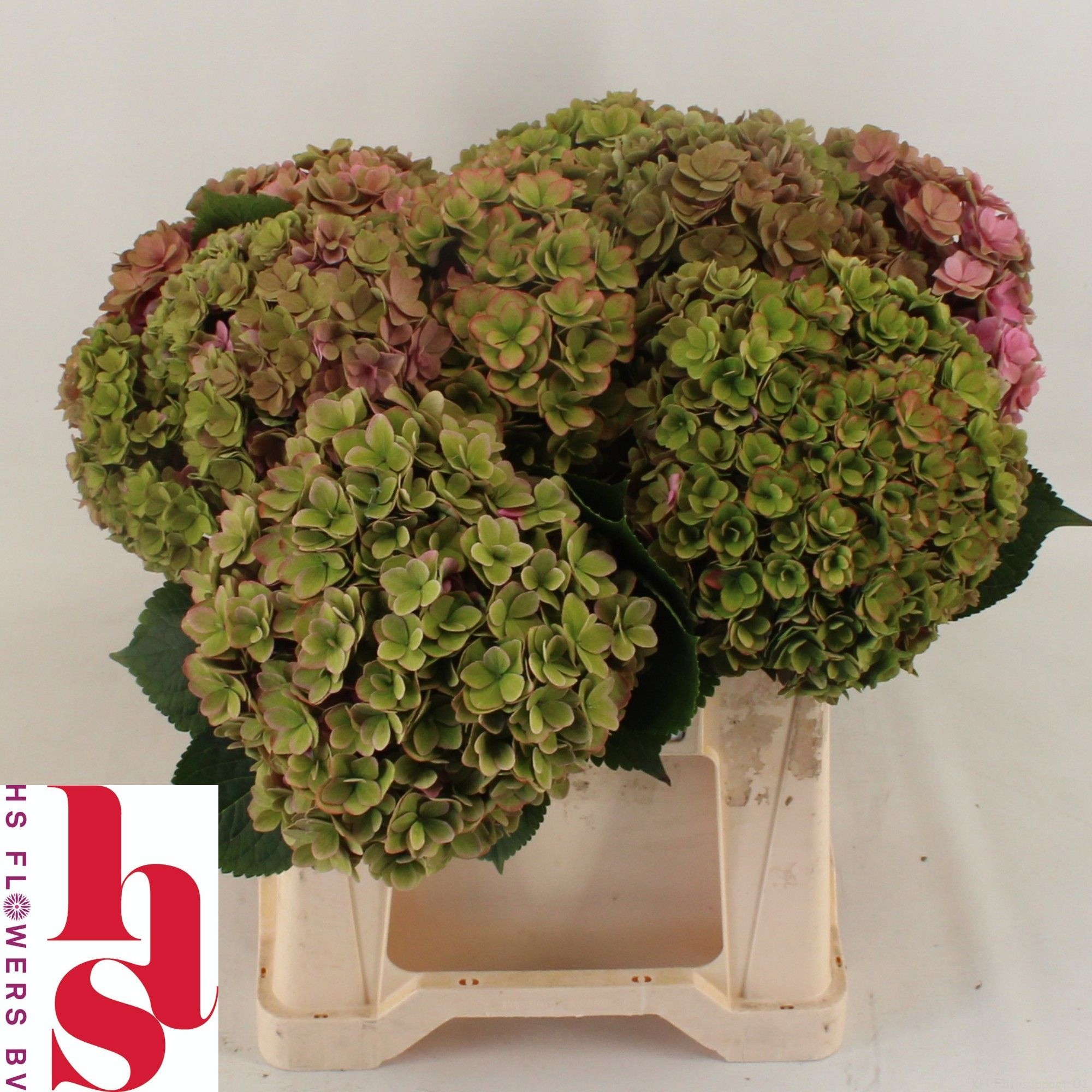 Hydrangea Royal Kiss Classic 40cm 18Ø