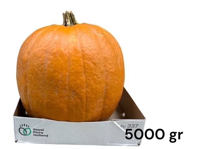 Cuc Maxima Halloween