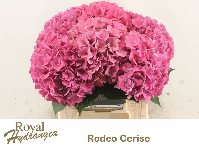Hydrangea Rodeo Dark Pink 40cm 15Ø