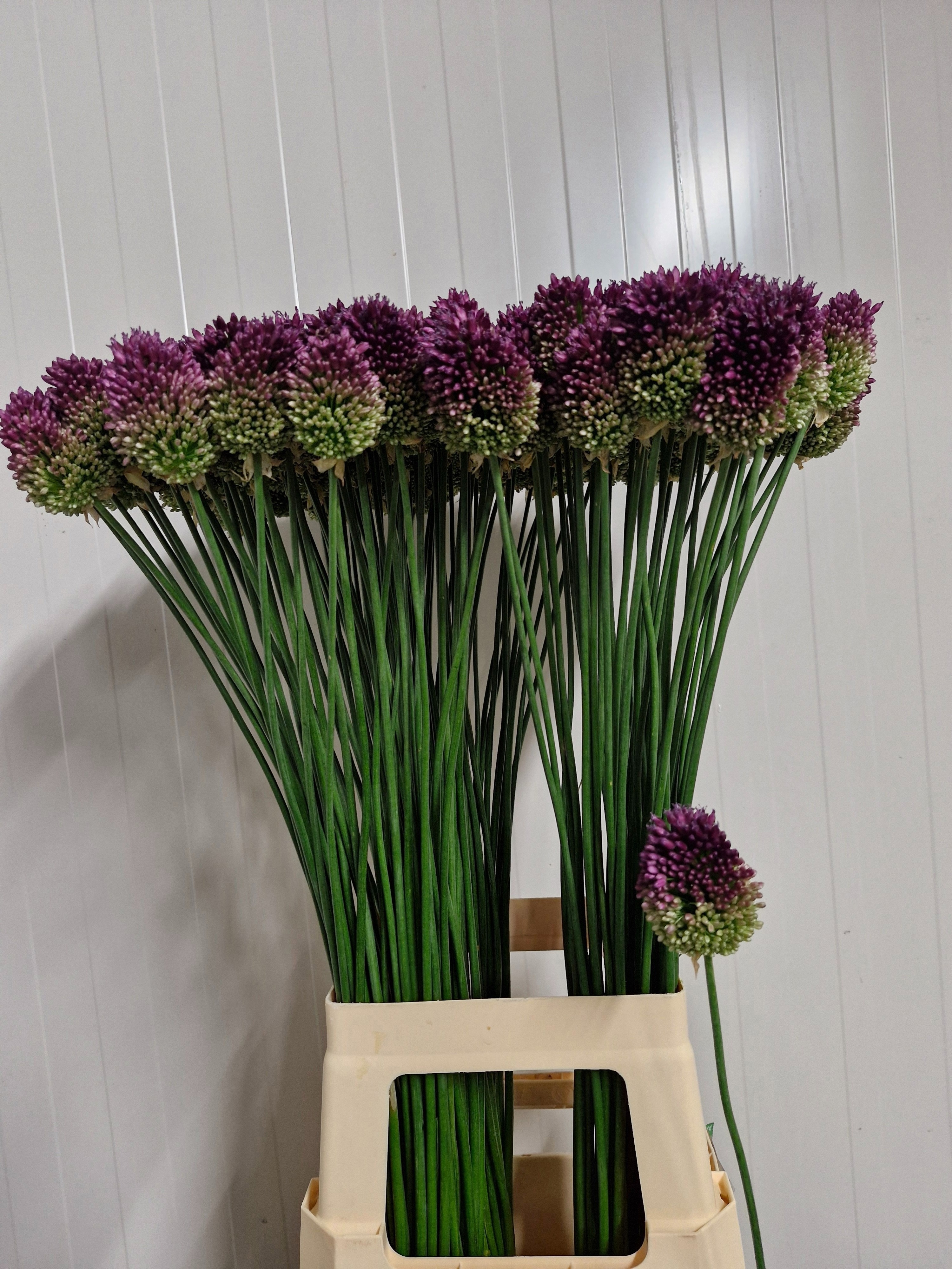 Allium Sphaerocephal
