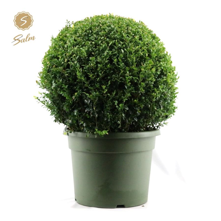 Picture of Buxus semp. Ball Ø70cm P45