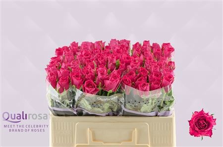 Rosa Madam Cerise 50cm