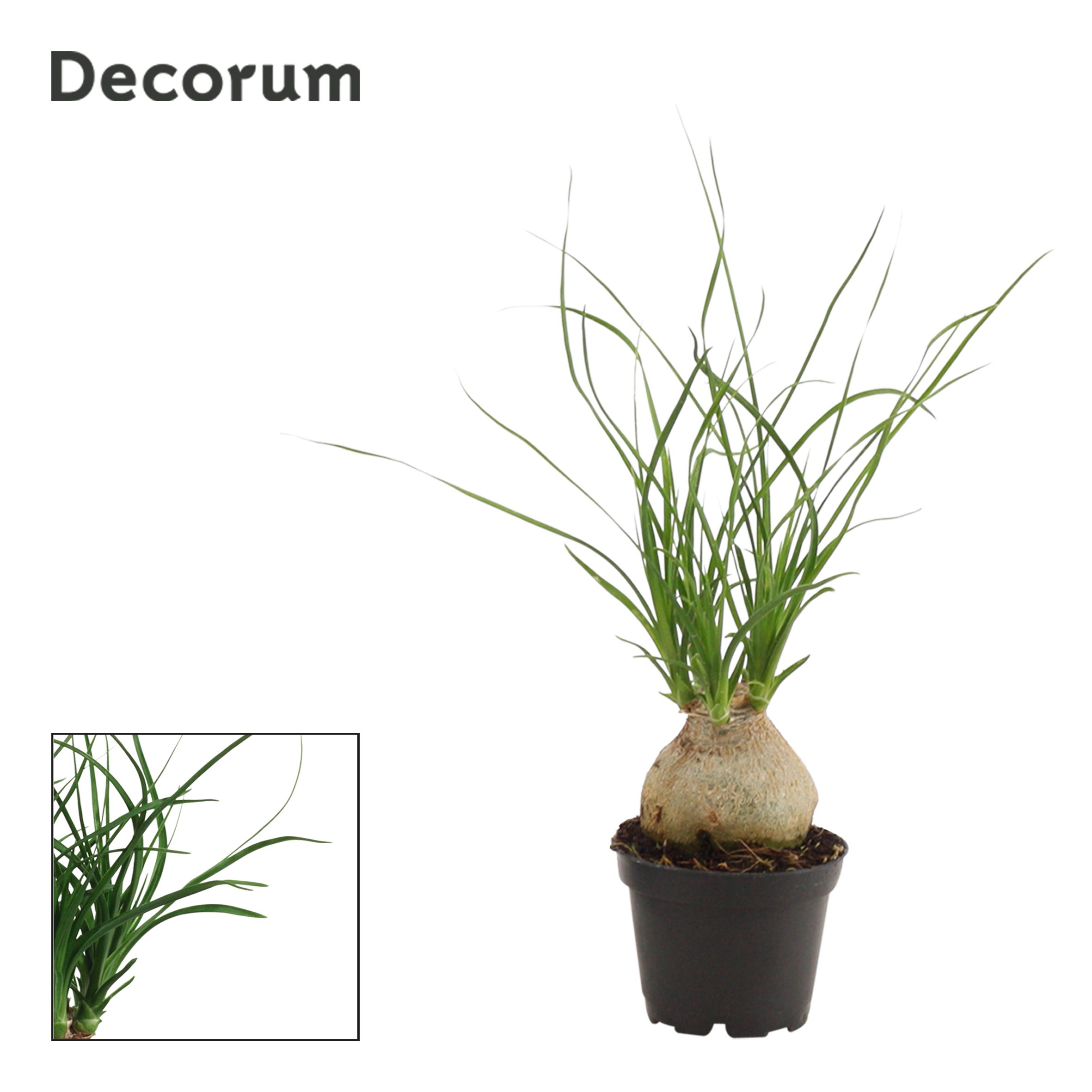 Beaucarnea Bol (Decorum)
