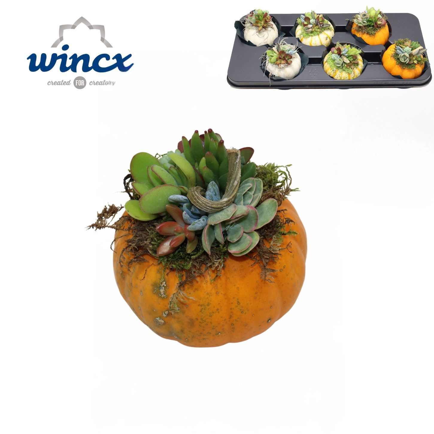 Arr Succulenten 12P 17cm