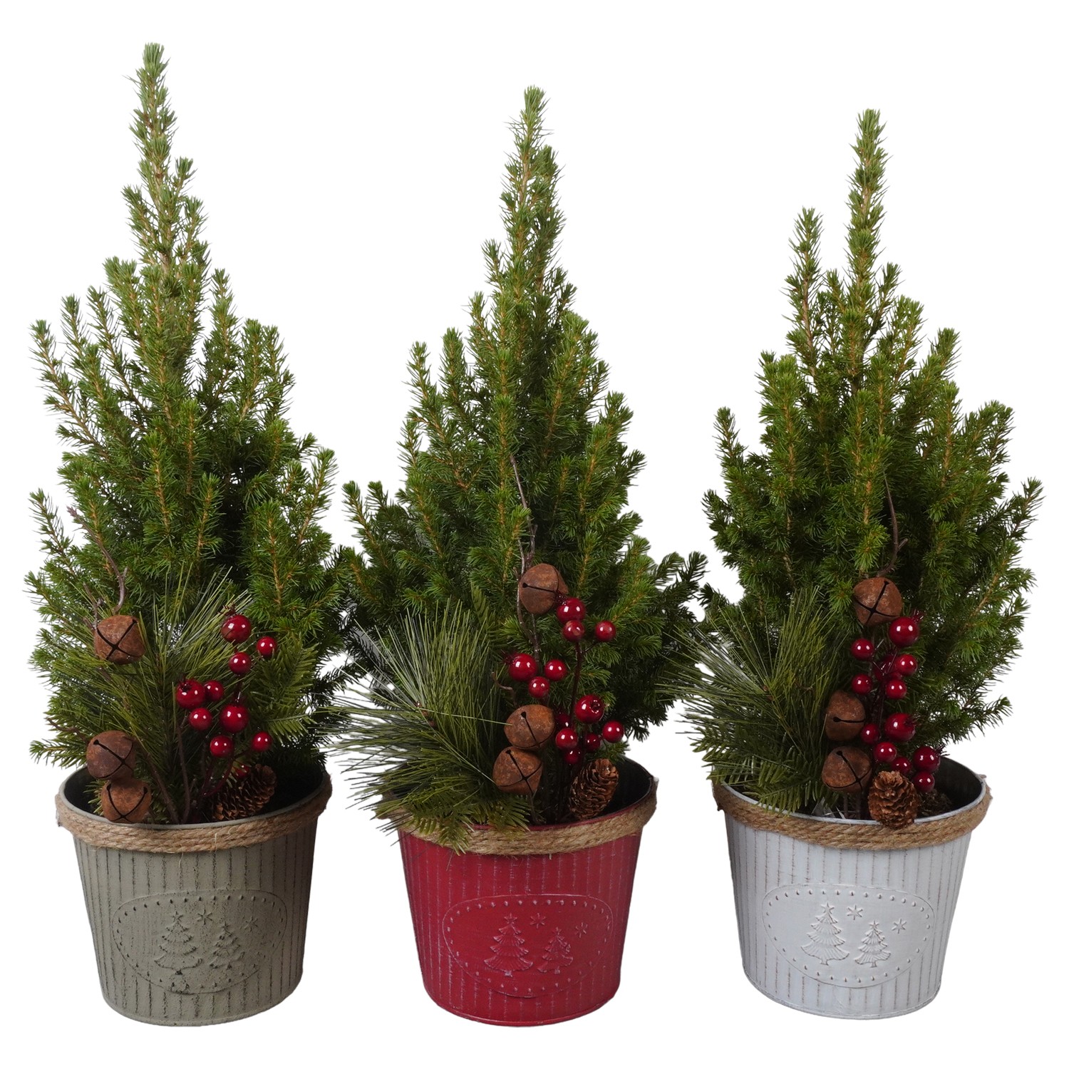 Picture of PTK24535 Picea Conica Perfecta in zinc pot decoration P15 50CM