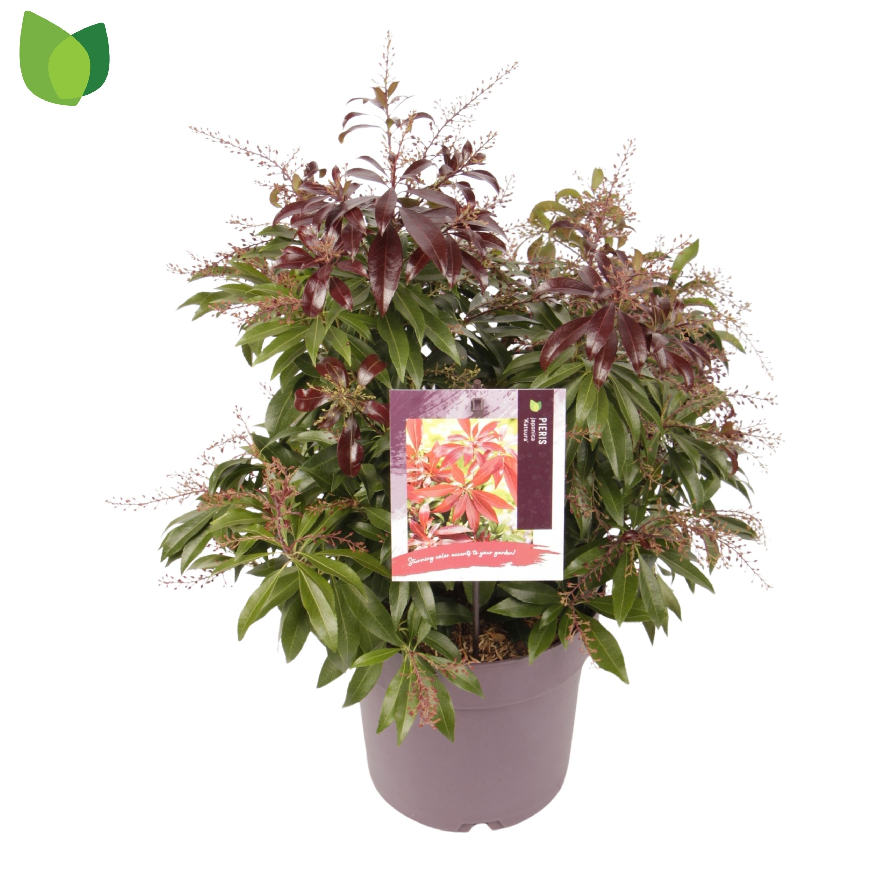 Pieris japonica 'Katsura'