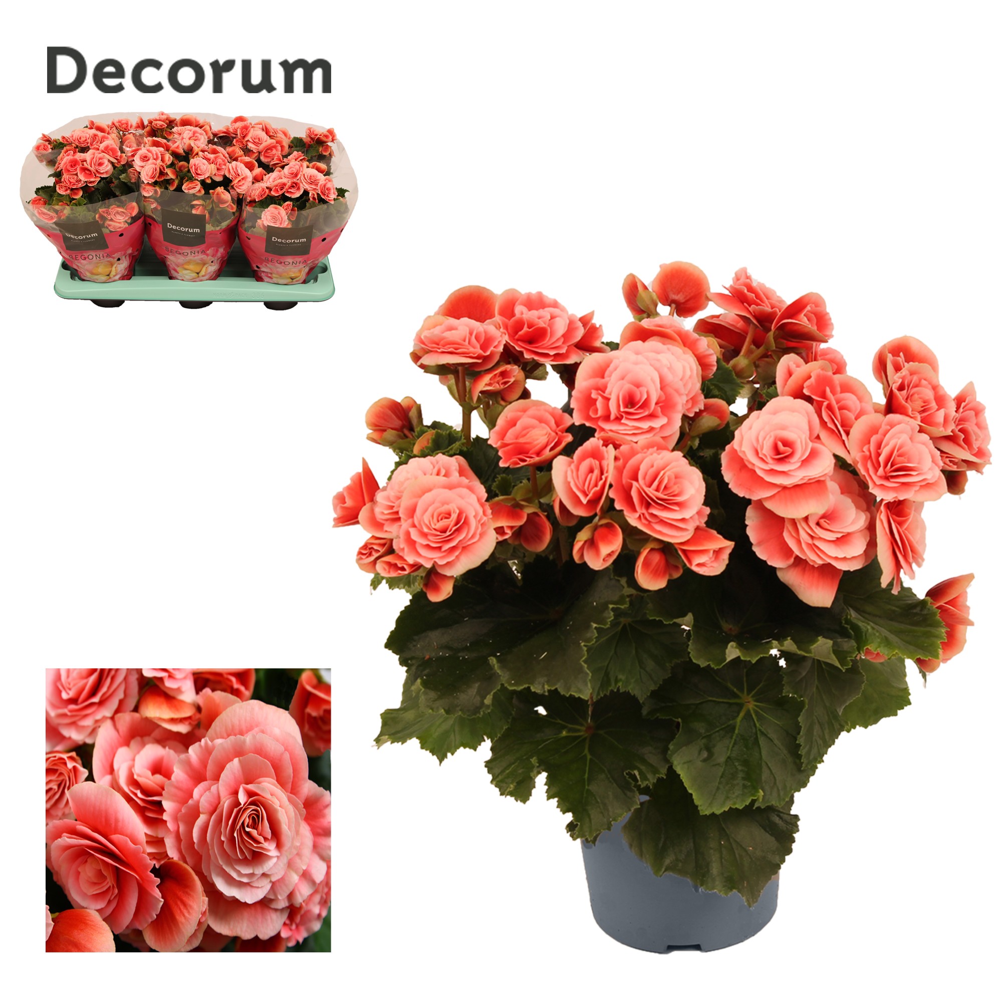 Begonia 'borias' Decorum