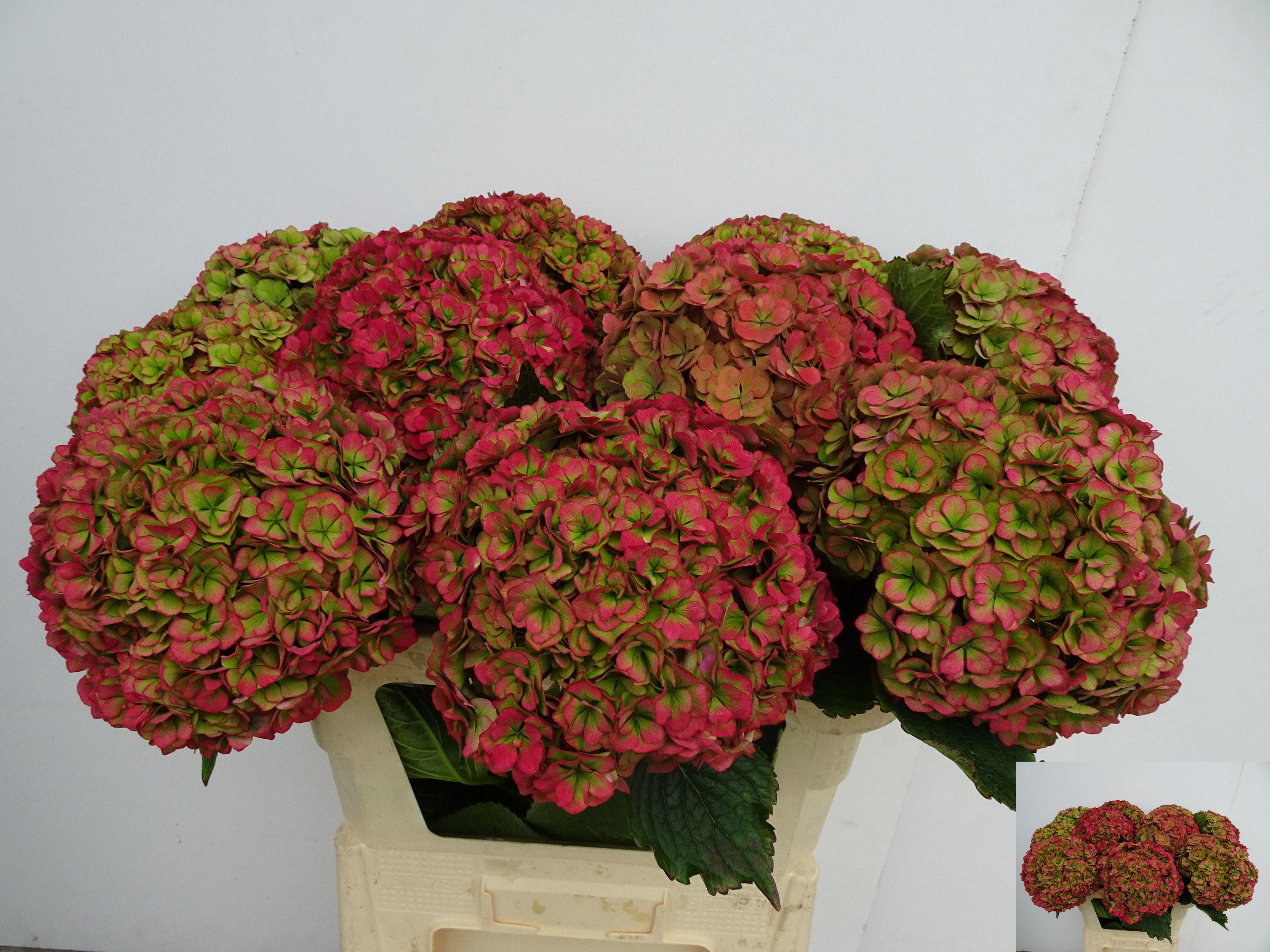 Hydrangea Royal Anastasia Classic 80cm 20Ø