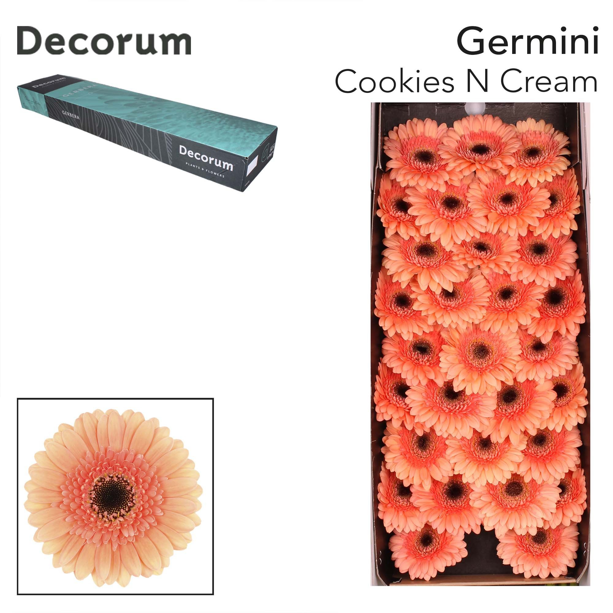 Ge Mi Cookie N Cream