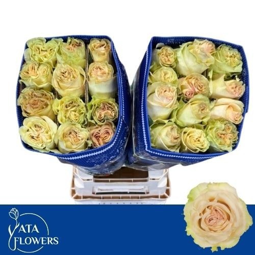 Rosa Dynamic 70cm
