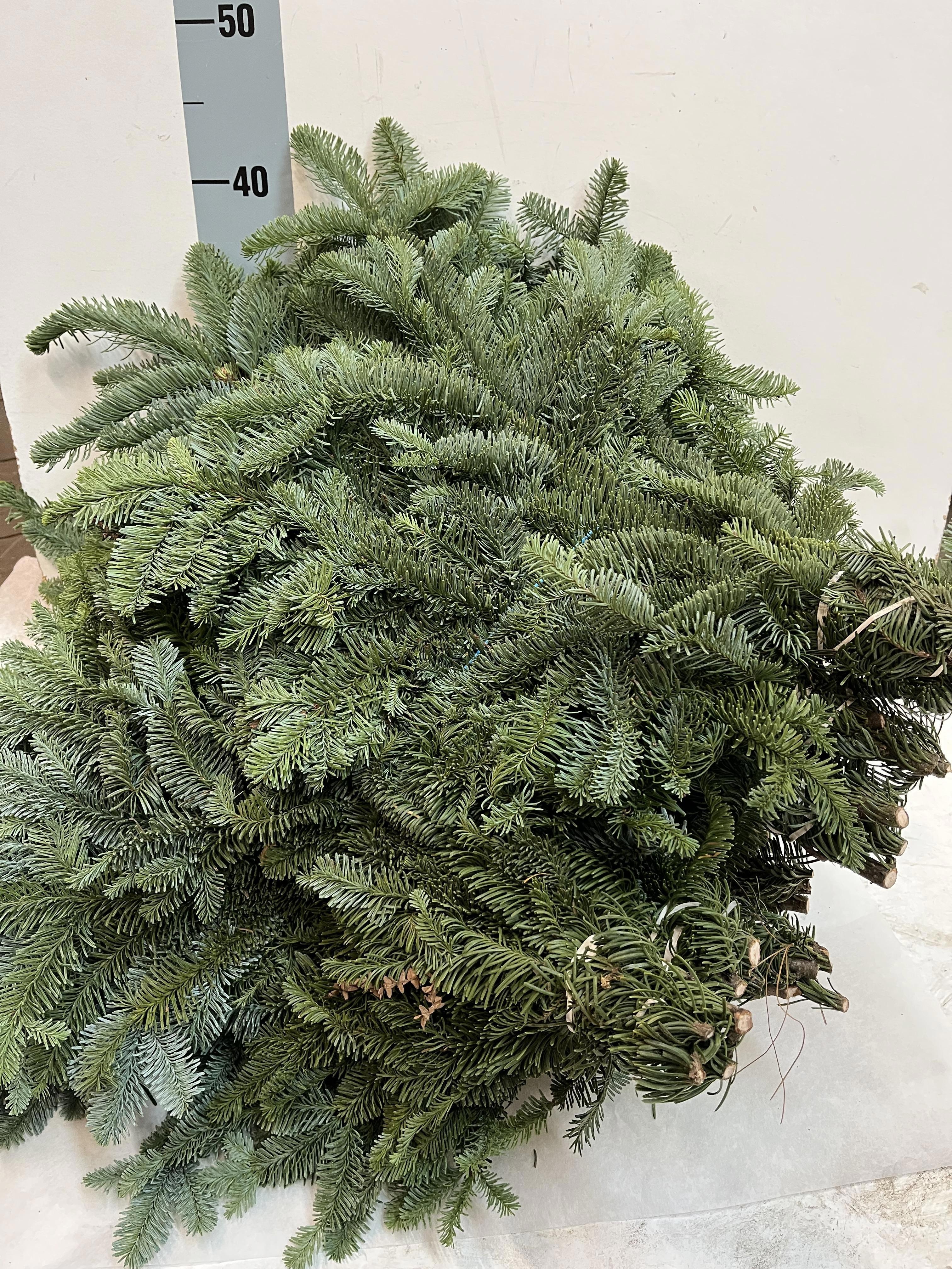 Abies Nobilis Blue