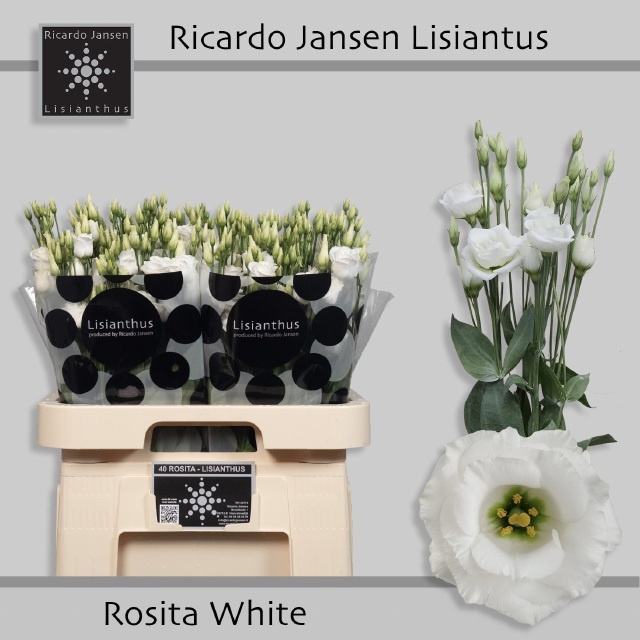 Eus G Rosi White